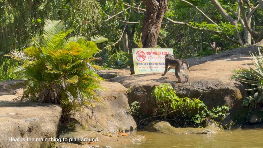 Monkey cooling off in water at Linh Ung Pagoda